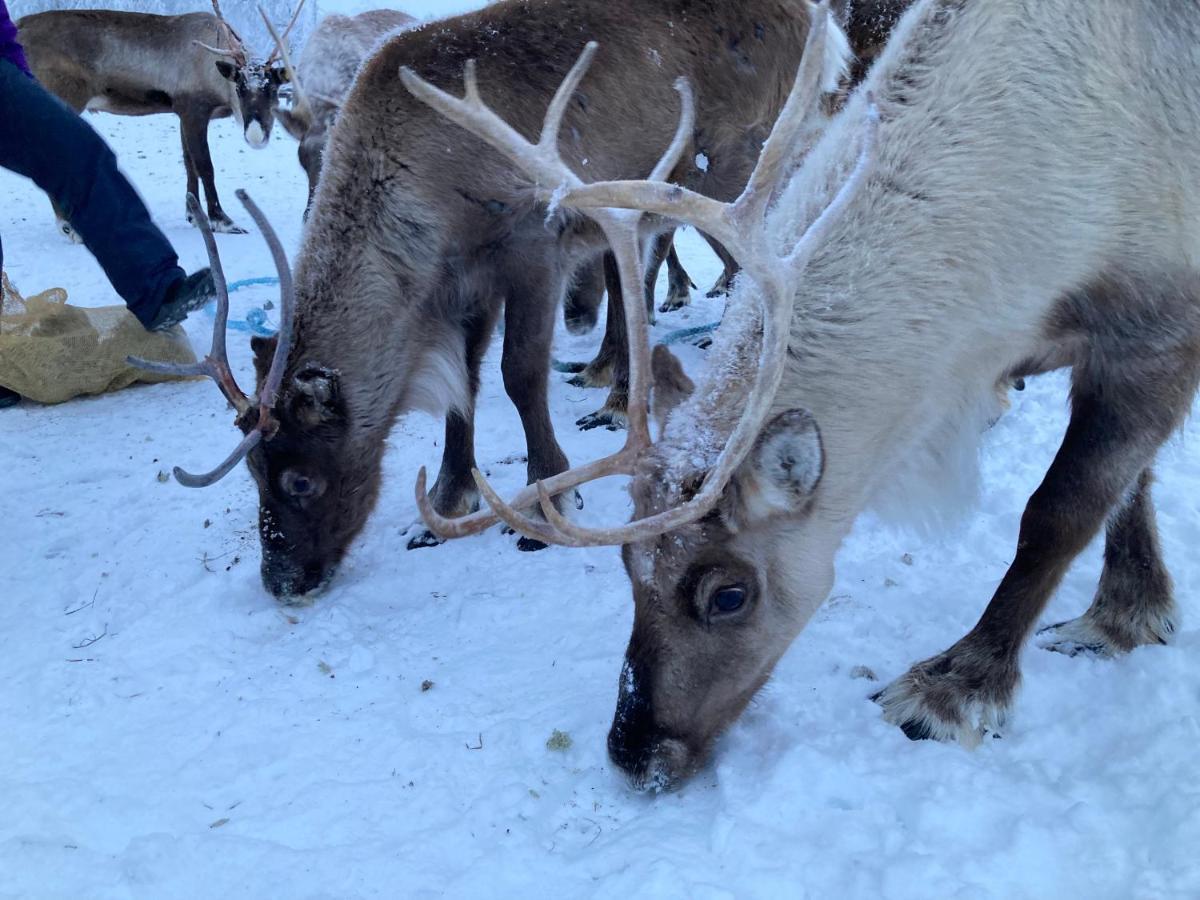 Kuttainen Lodge Karesuando Экстерьер фото